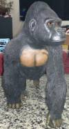 The Rarest Gorilla   Silverback gorillas.  Rare statue in polystone 1/3 scale